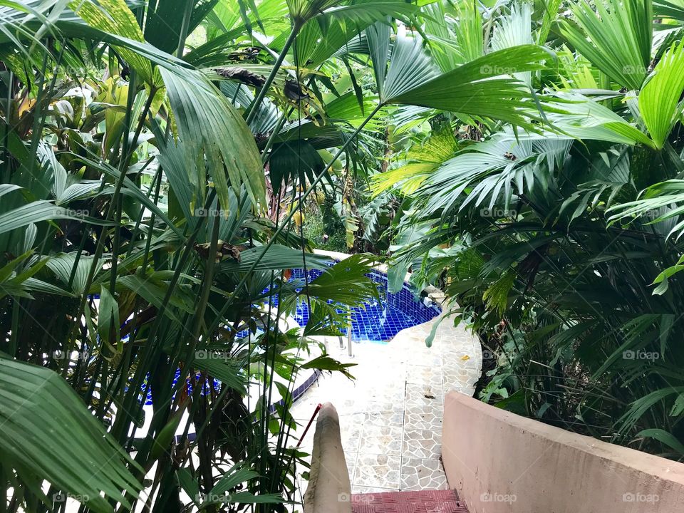 Quepos, Costa Rica. Banana trees! 