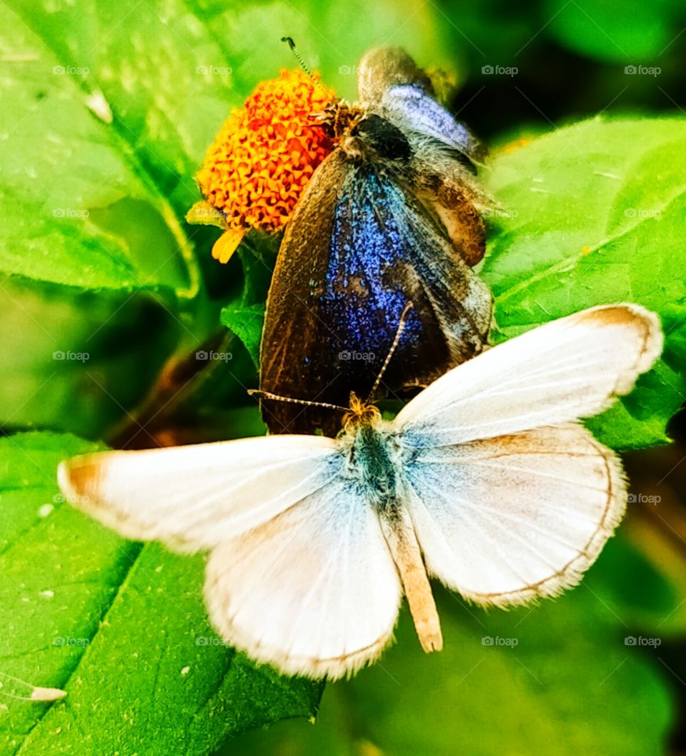 butterfly