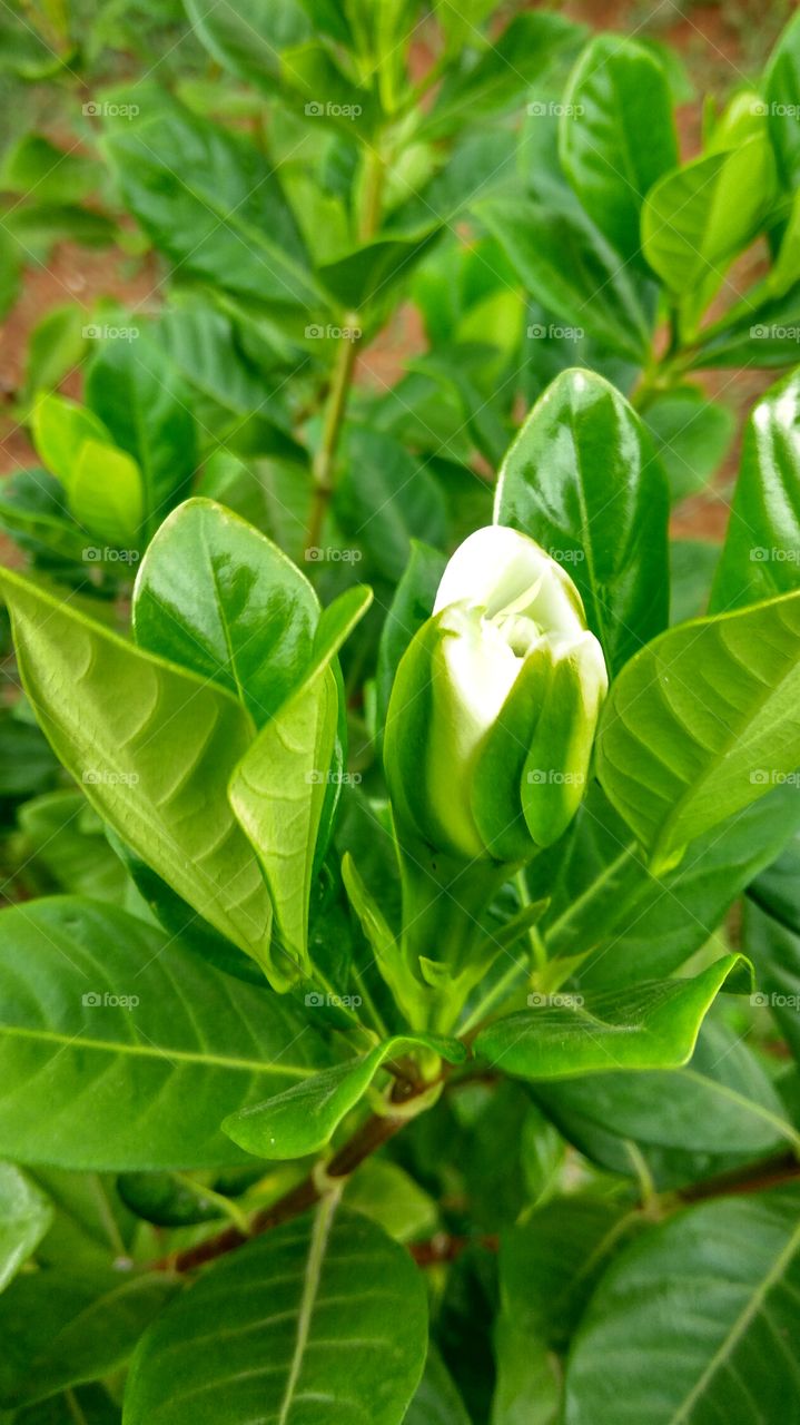 Rainey water in white flowers