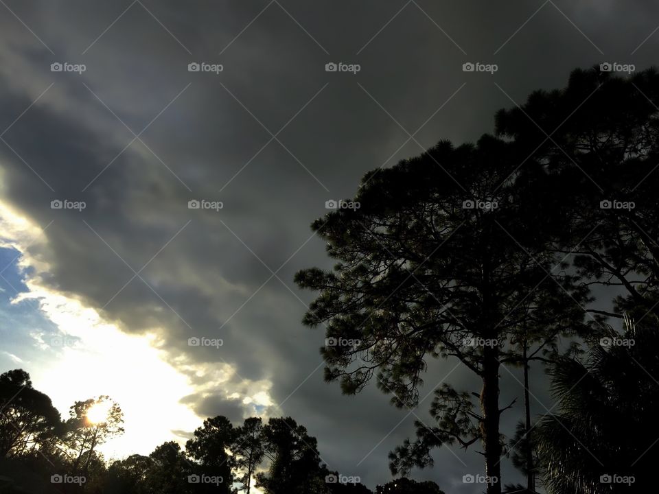 Silhouette of trees against stormy clouds