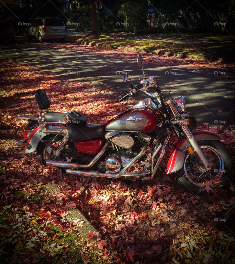 Beautiful bike amongst the colours of fall leaves