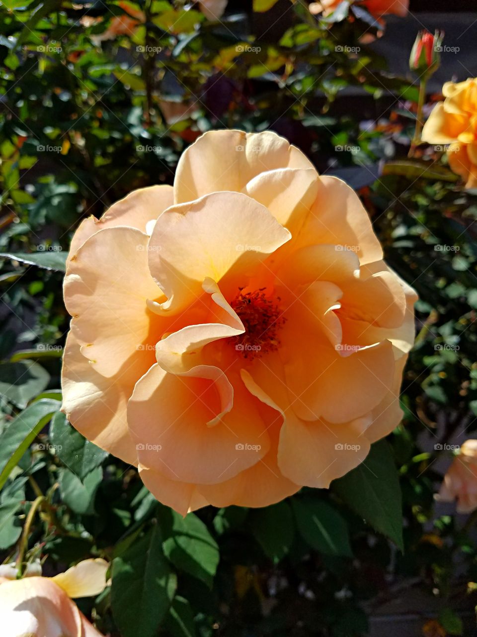 Sun Drenched Rose in full bloom!