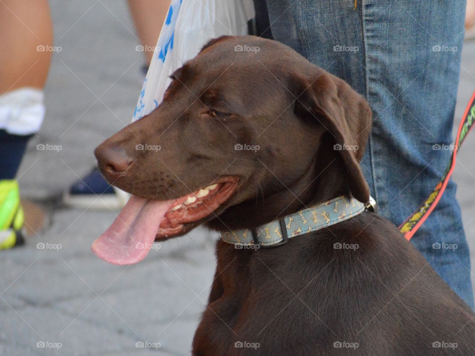 Just a very happy dog at his masters soccer game. She won, by the way!