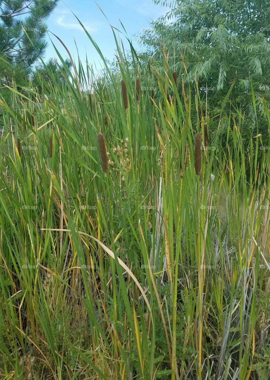 Close-up of grass