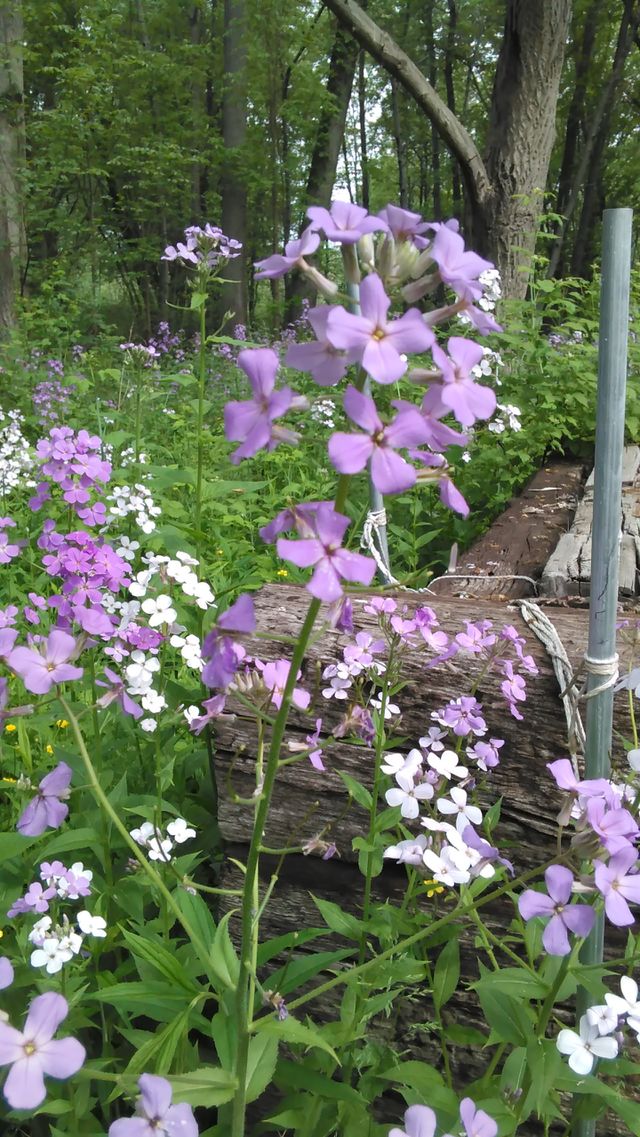 Pretty flowers!