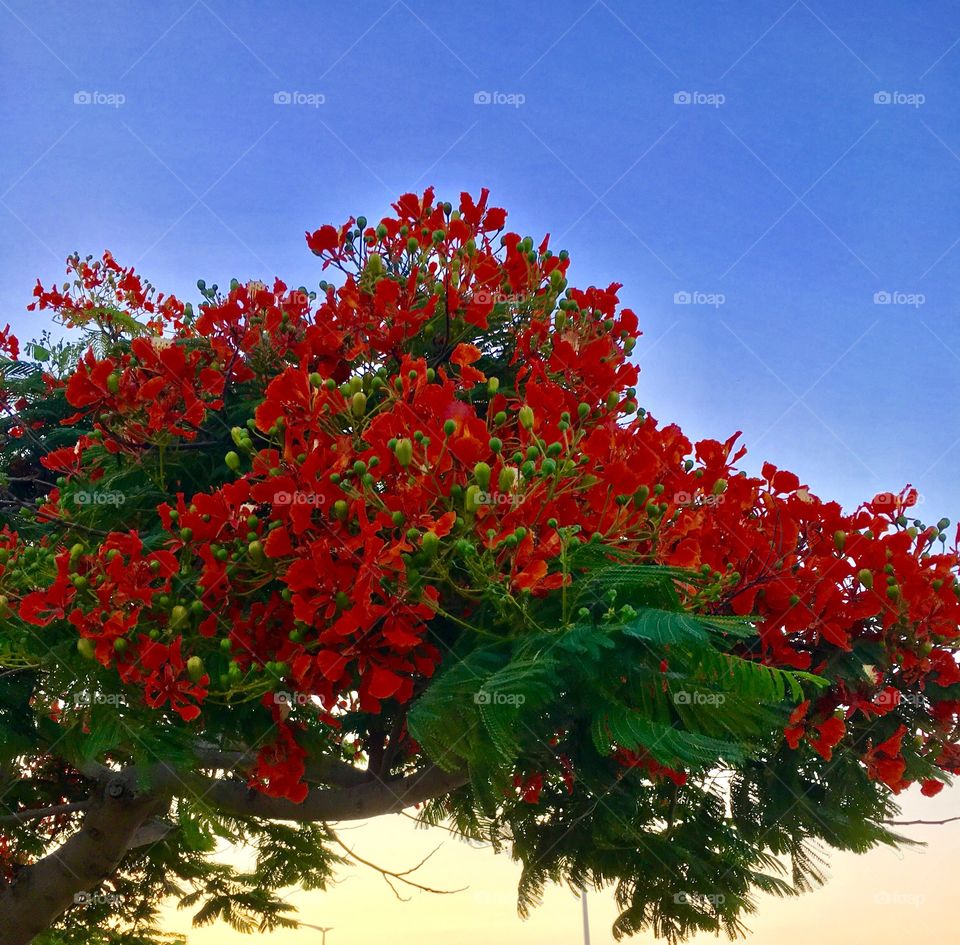 Tree and sky