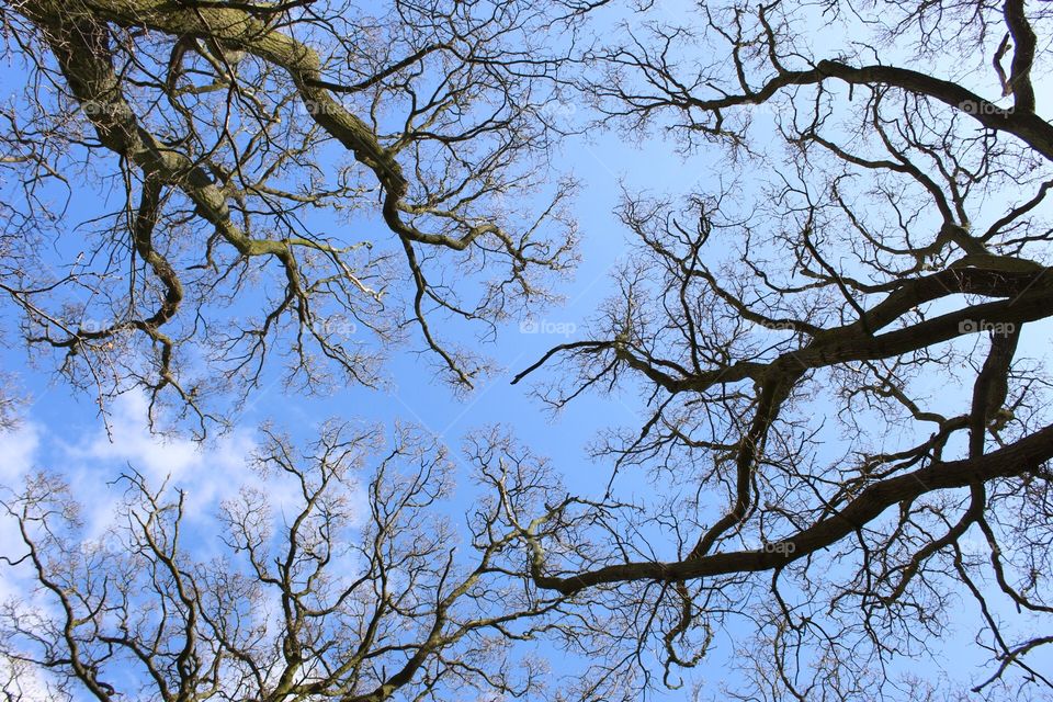 Sky through the treetops