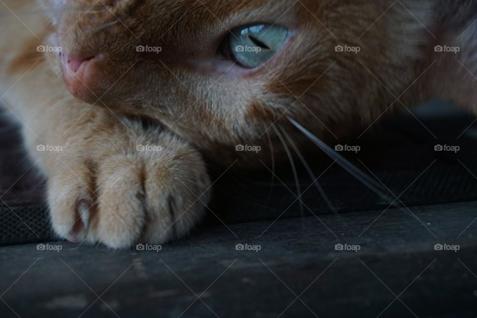 Cat#eyes#animal