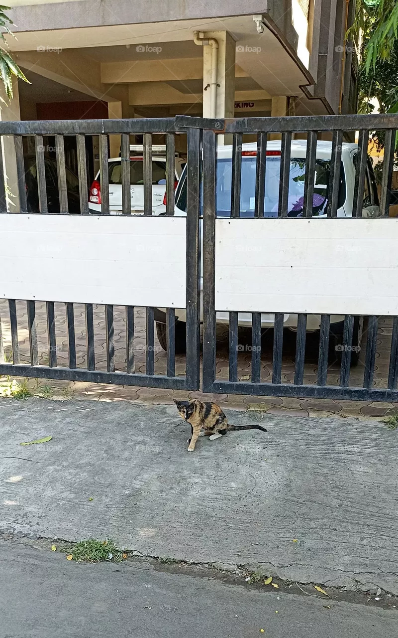 Cat