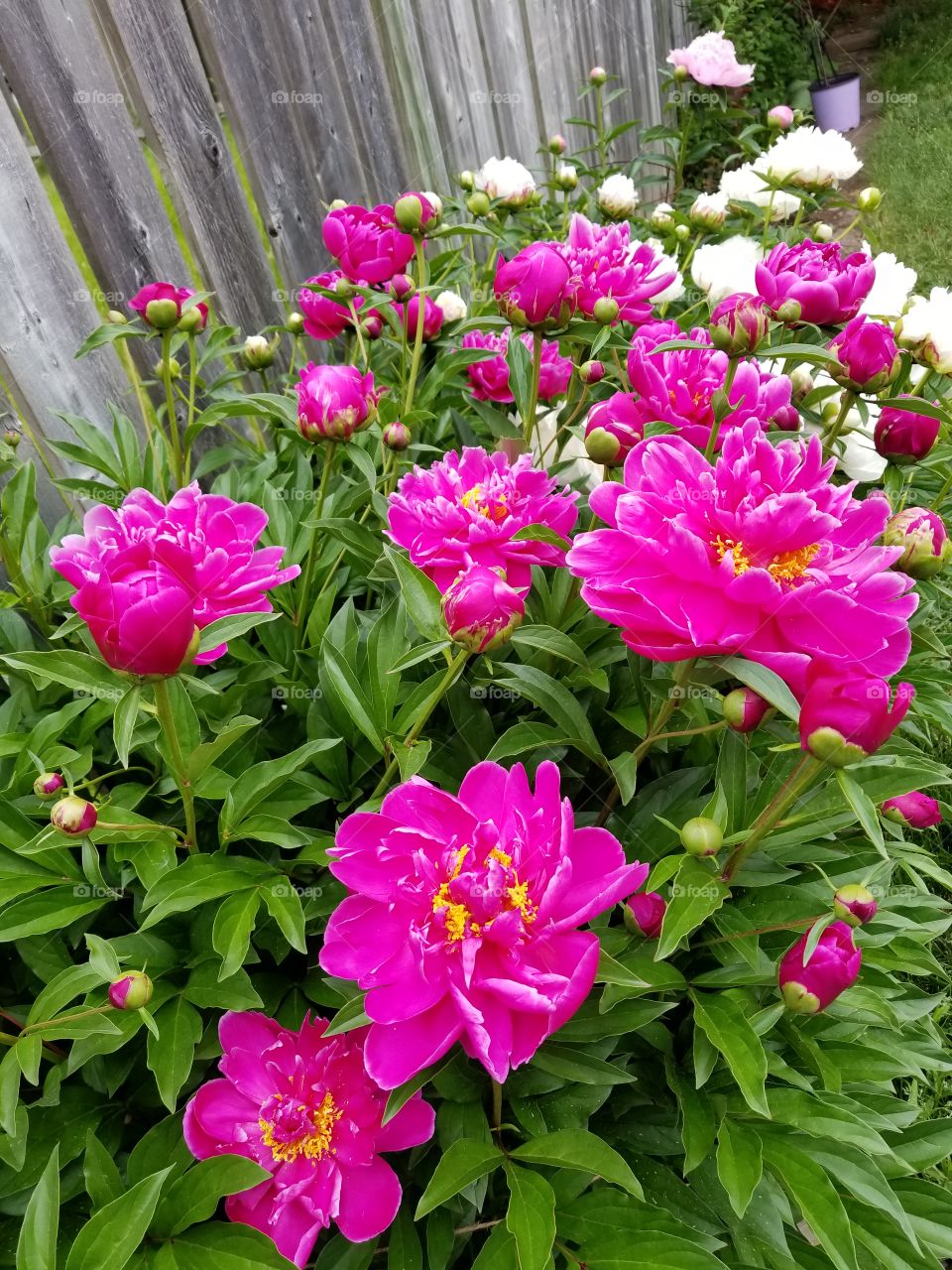 Hot pink peony bloom
