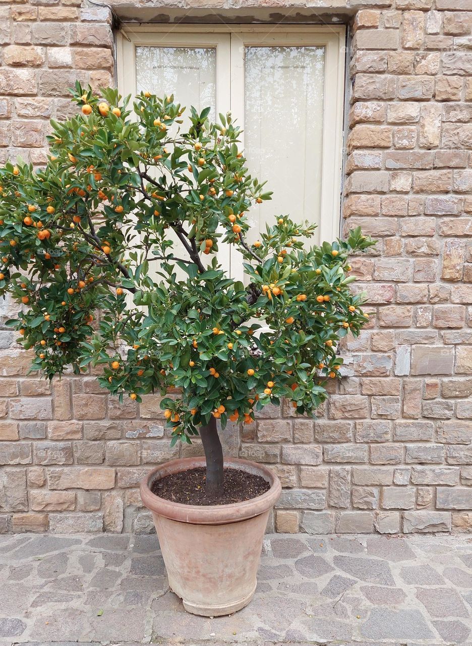 Young miniature tangerine with fruits in a  pot.  Decoration plant