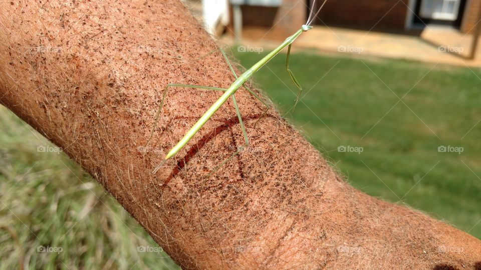 grass mantis