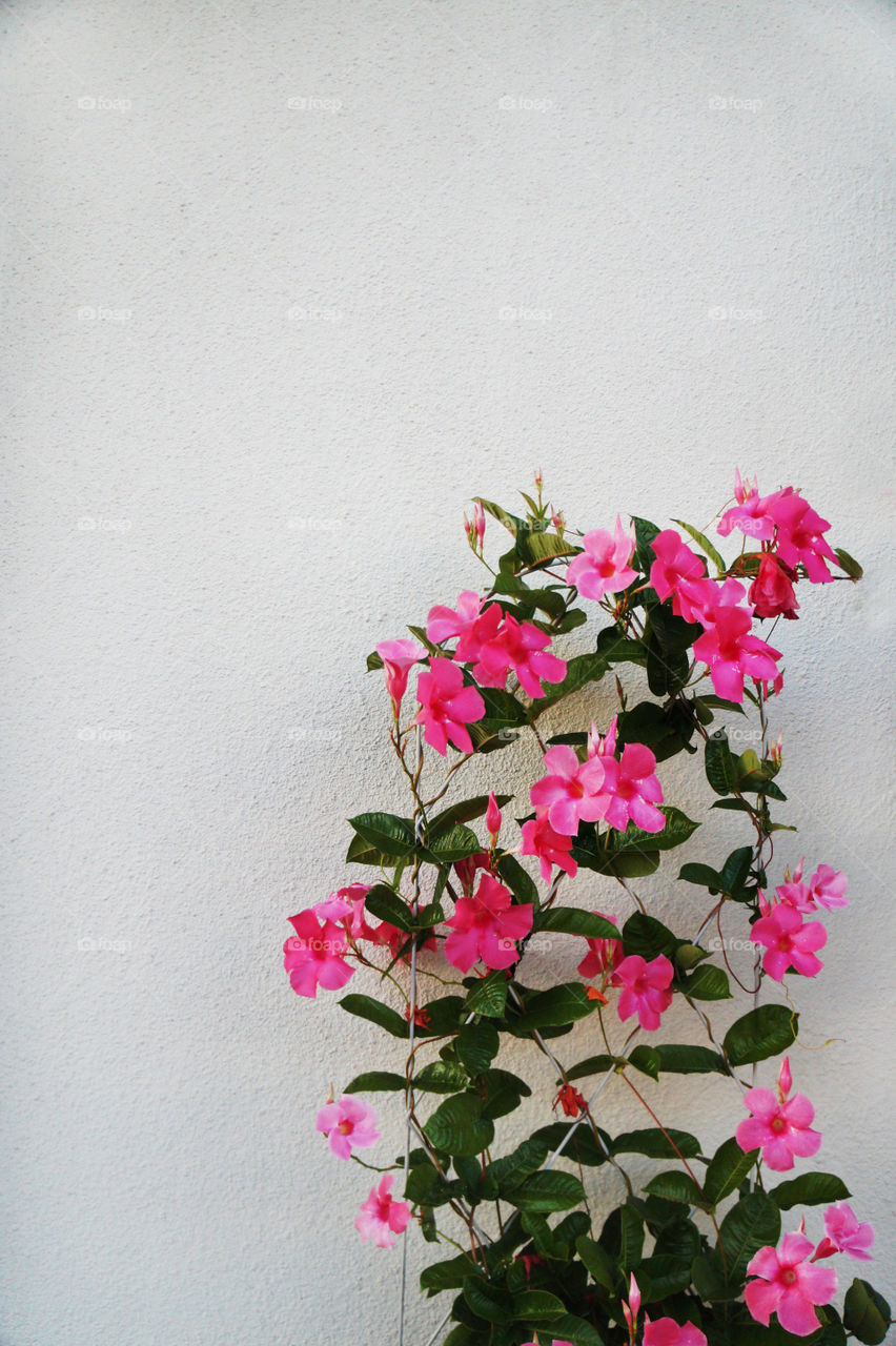 Colorful pink plant flowers scales up the blank white clean wall to really stand out