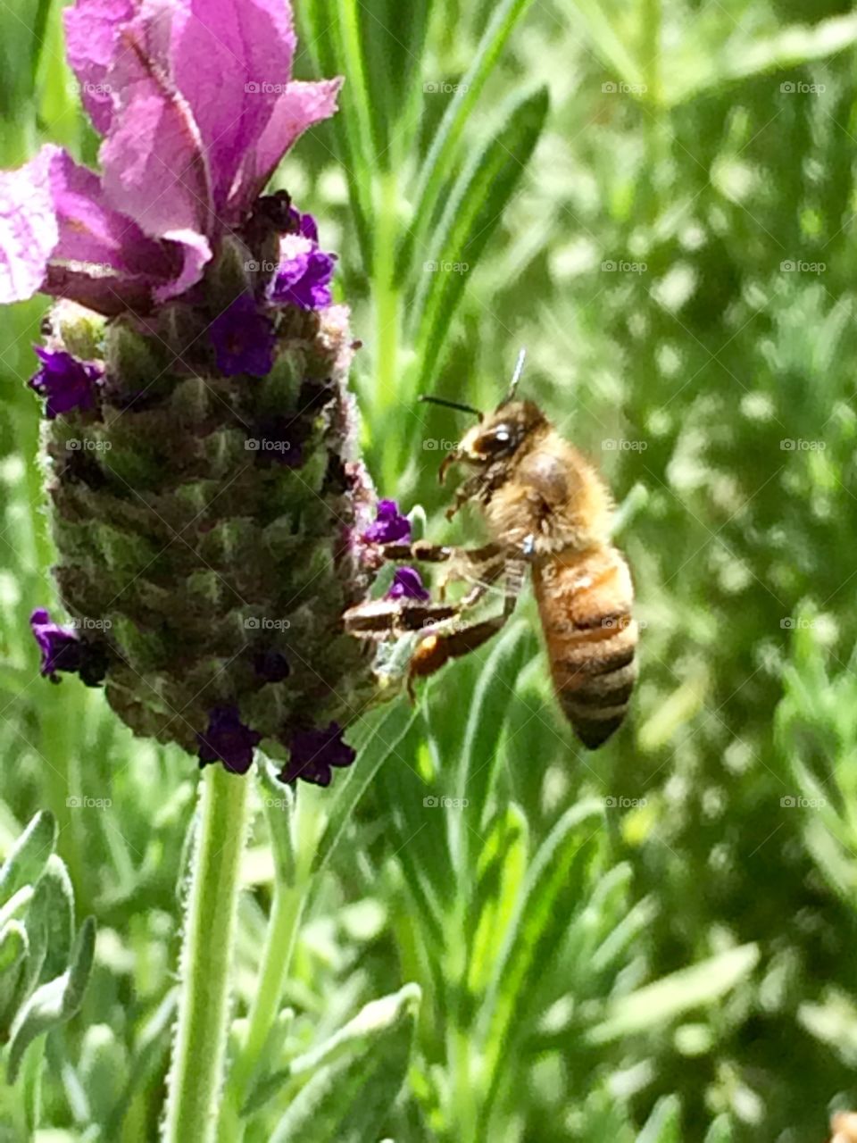 Bee life 