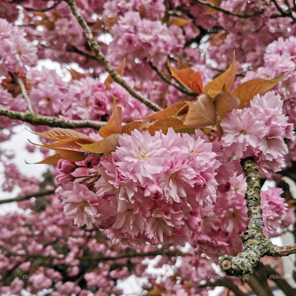 Sakura bloomed