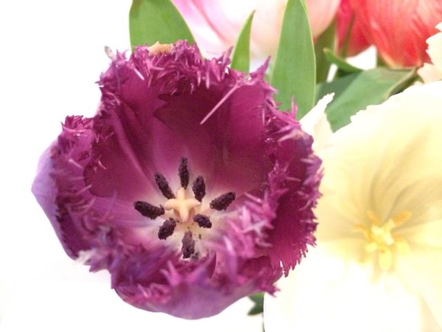 Multicolored tulips