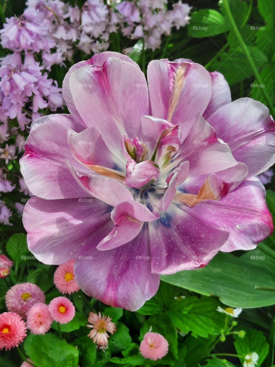 open flower of violet  tulip in spring garden