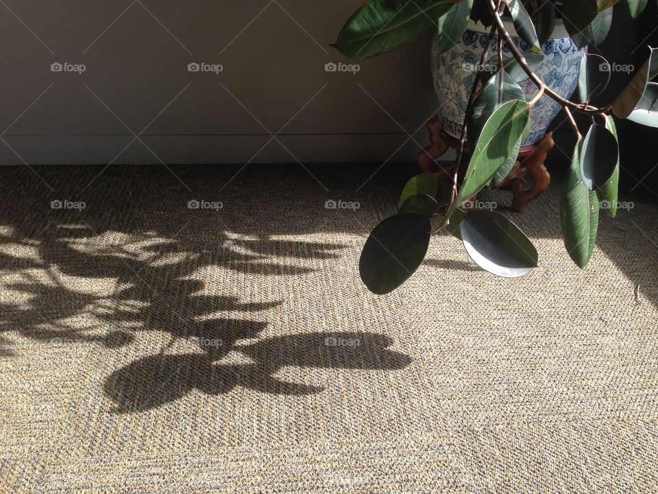 Plant shadows