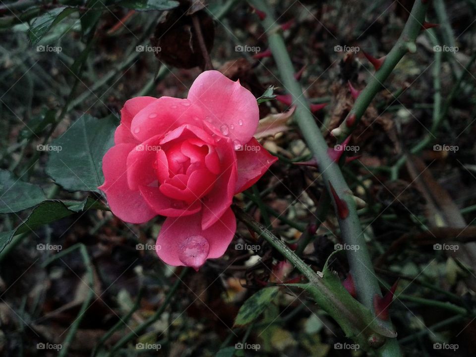 The wild rose after the rain 