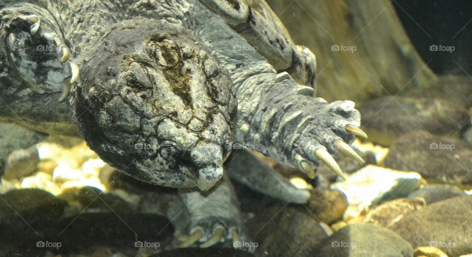 A water turtle head and foot close-up in a tank