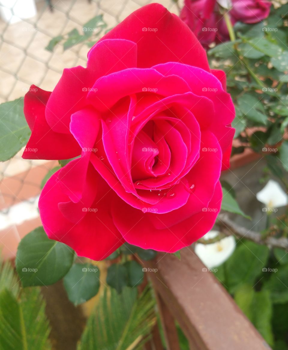 Red rose