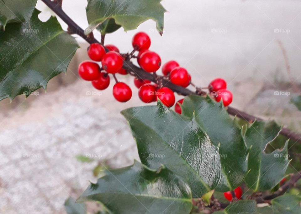 red berries of holly