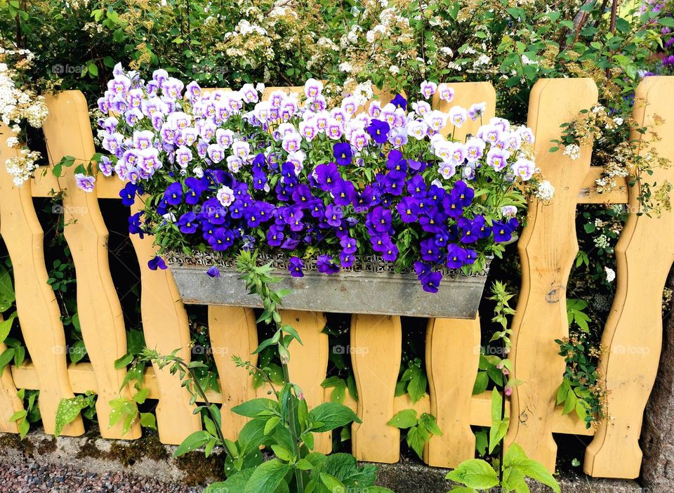 Flowers on a fence