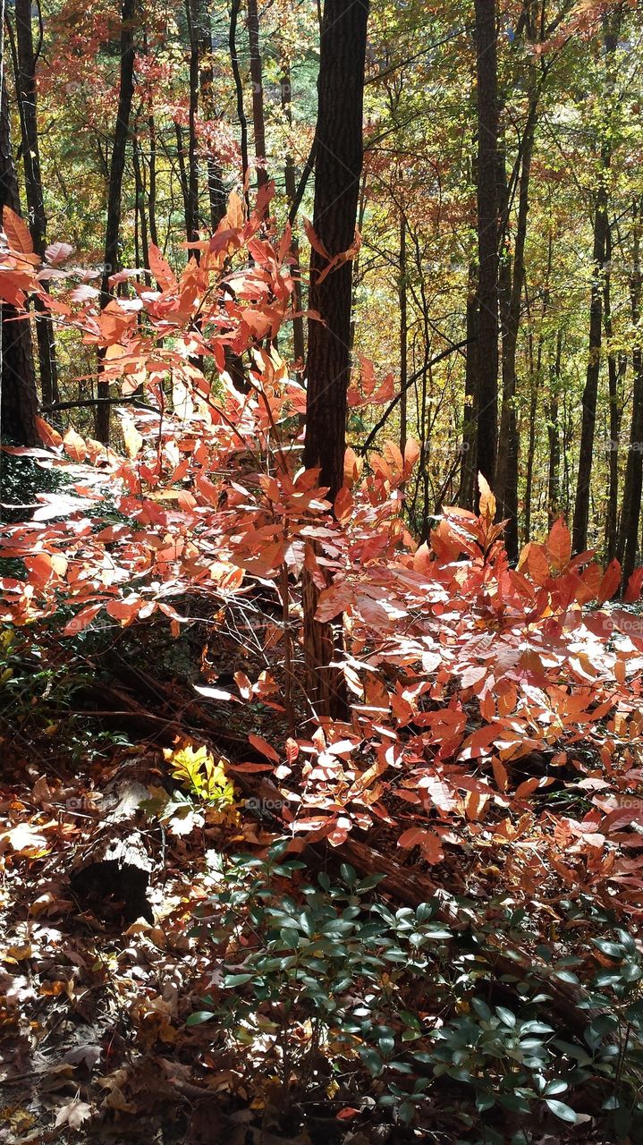 Rainbow Falls Trail