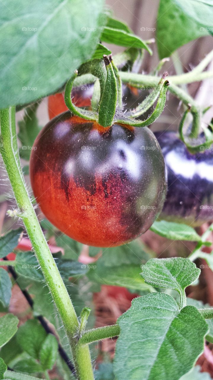 Ripe Tomato. In my garden