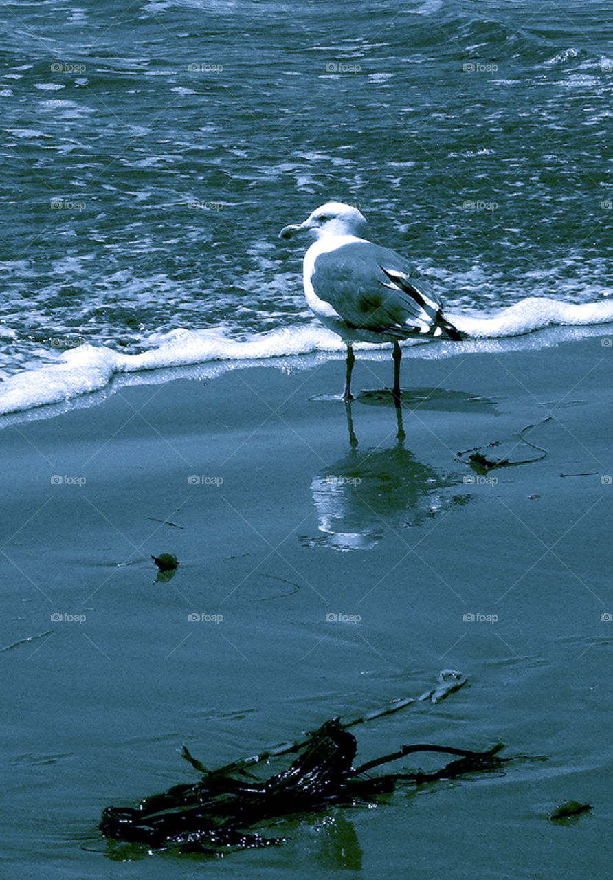 photography thinking island seagull by probie15