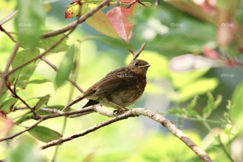 female blackbird on the branch between the leaves