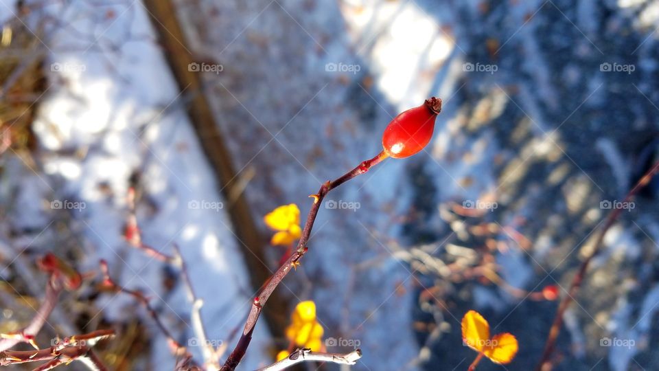 Rose hip plant