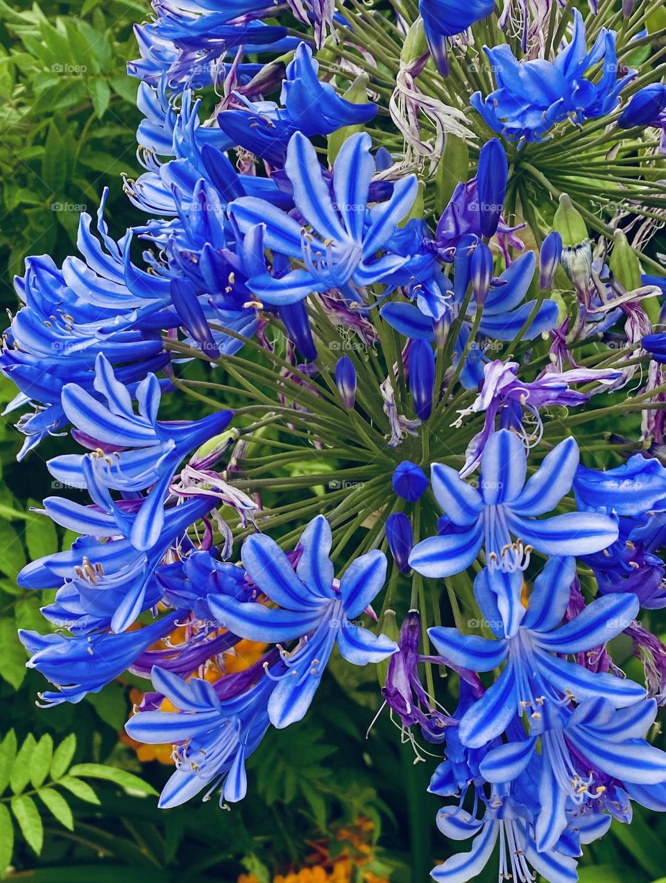 Brilliant Flowers (mcook33)