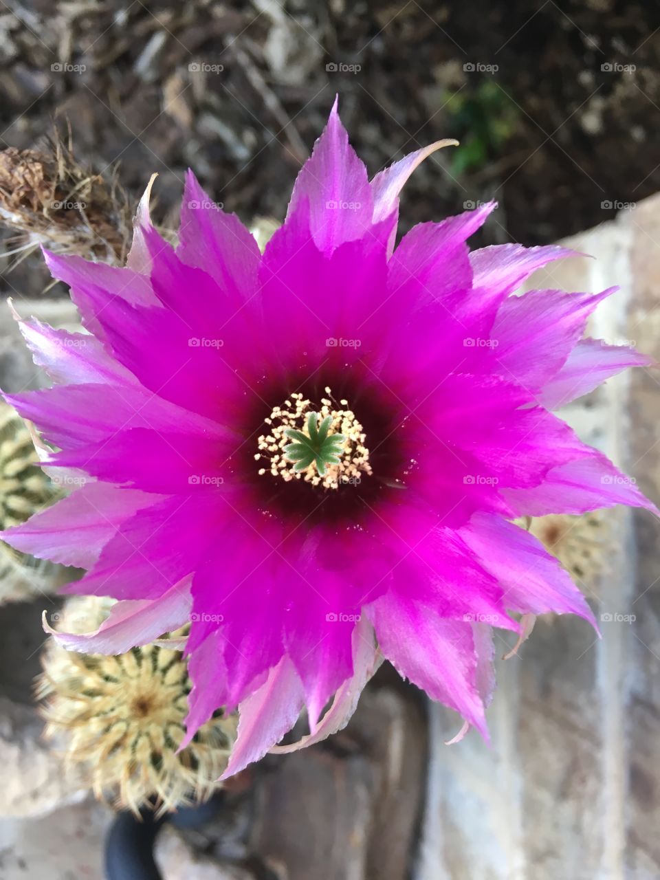 Cactus flower 