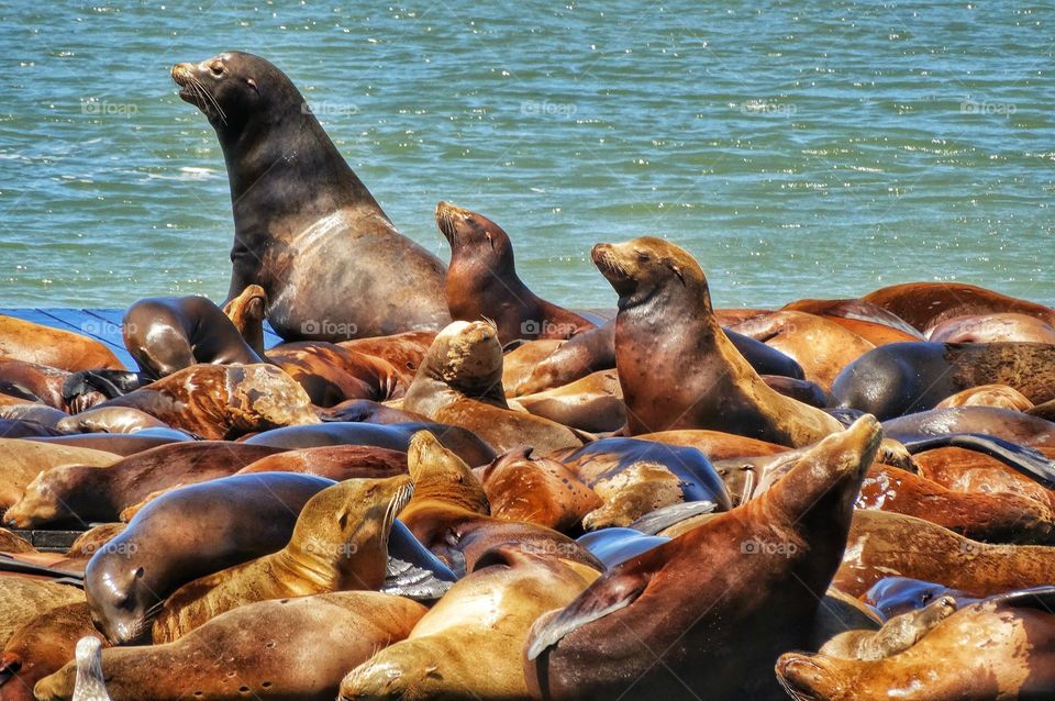 Seals In San Francisco Bay