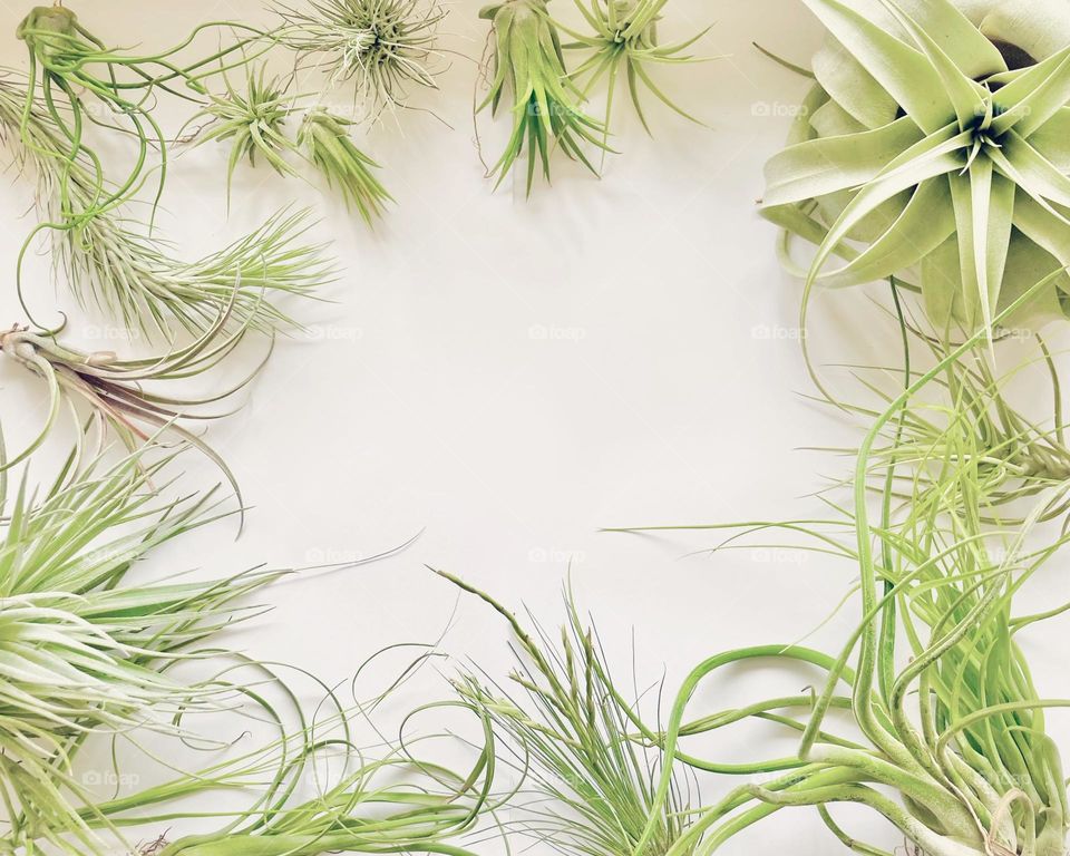 Flat lay, background and copy space created with multi-species of live air plants