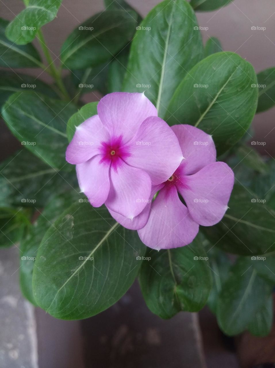 periwinkle pink flower fresh seasonal looking very beautiful generally found everywhere