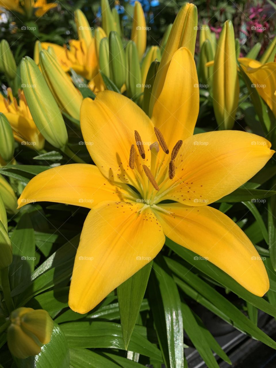 
Delightfully fragrant, Hemerocallis 'Omomuki' is a lovely early midseason Daylily which produces blooms of large, generously ruffled, chartreuse yellow trumpets