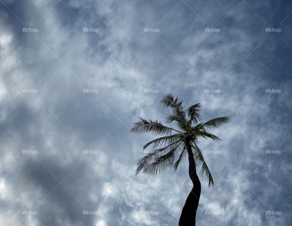 Coconut palm tree silhouetted against a cloudy sky