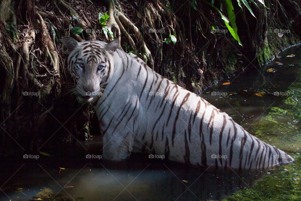 white tiger