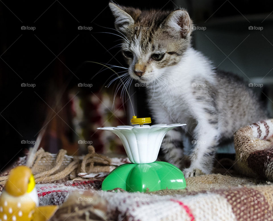 A young kitten is playing with a toy