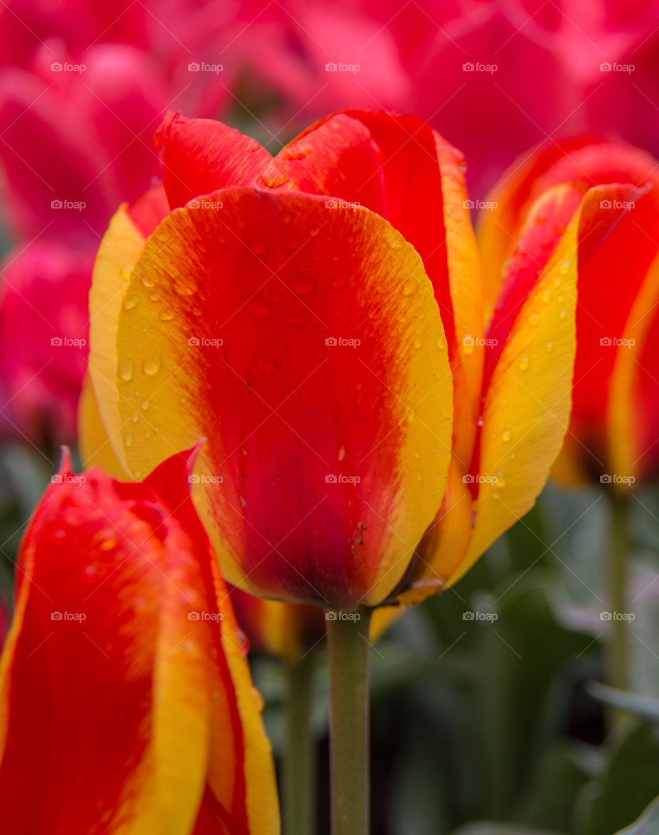 Drop on red tulip