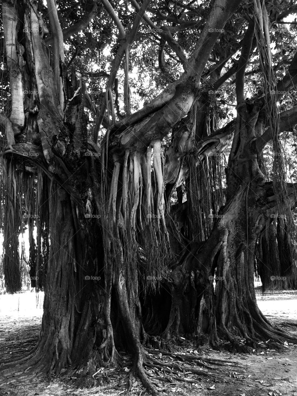 Scary Banyan tree