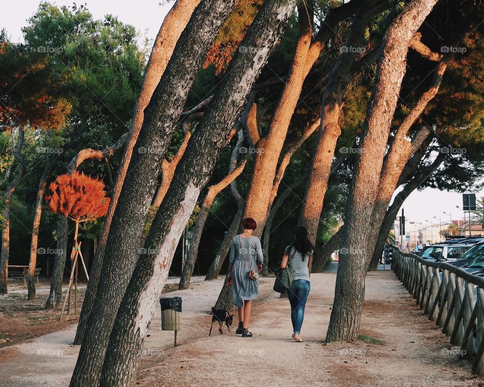 A walk among angles.... A park with awkward pines near an Adriatic Sea beach...