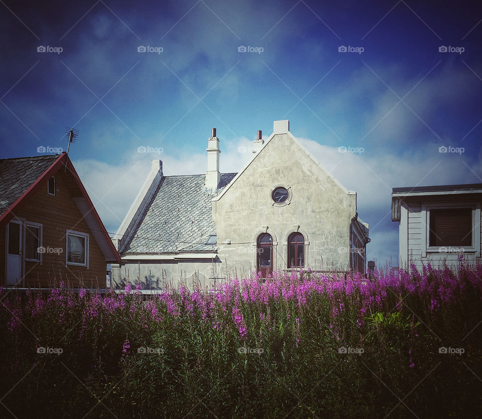 Old houses beside a field of purple heather in Haugesund, Norway 