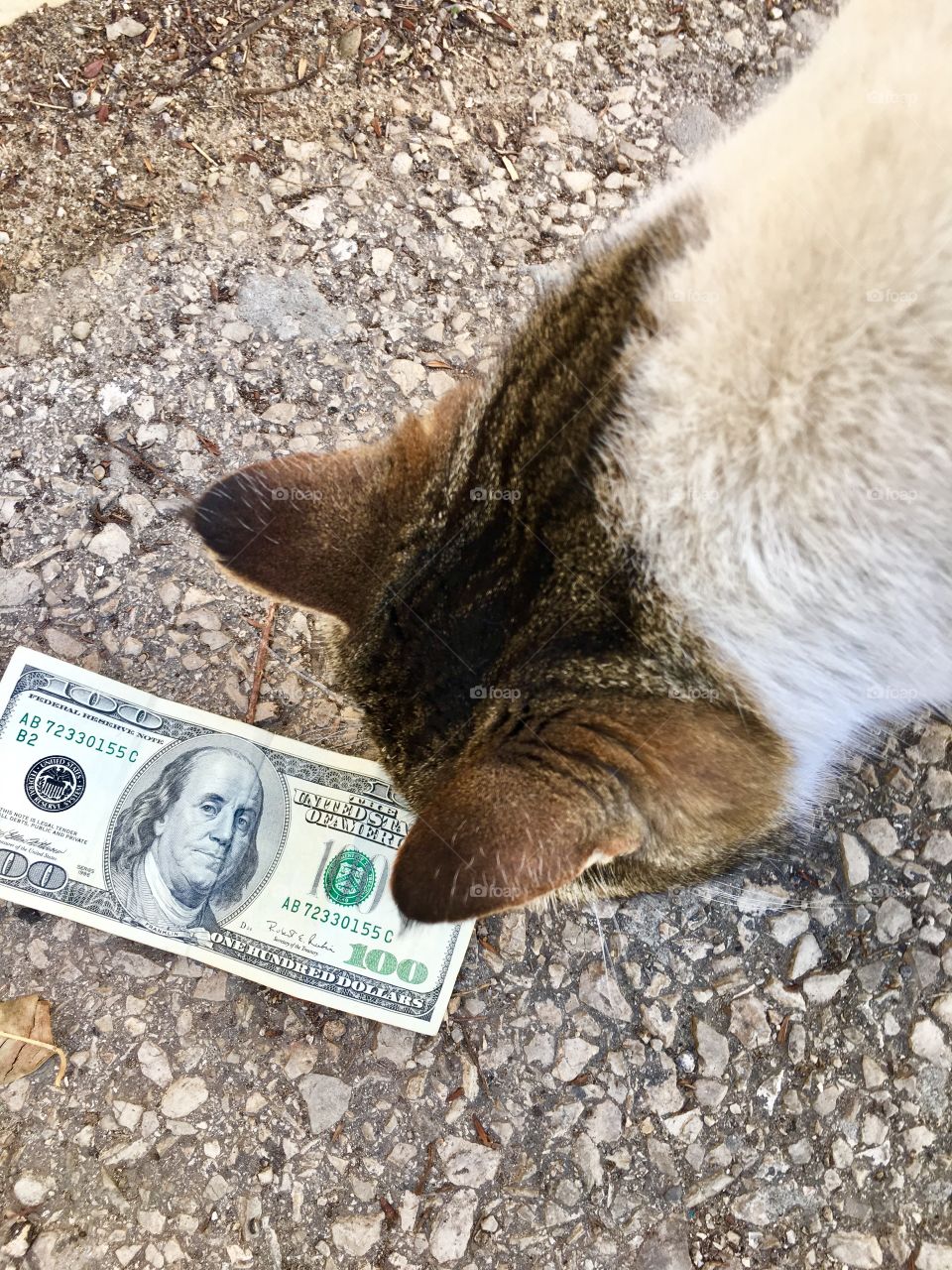 Cat looking at a $ 100 bill