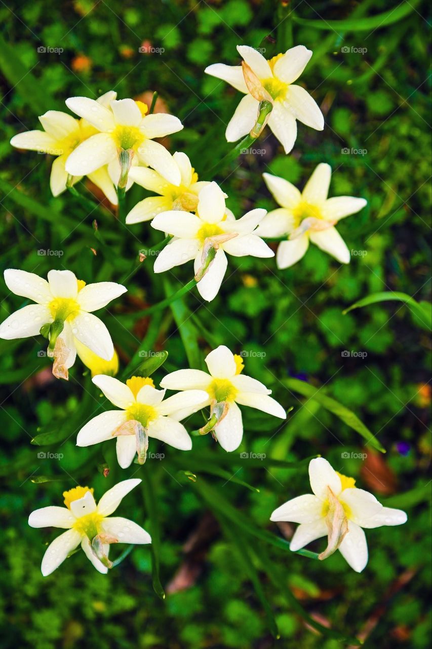 White blooming flowers