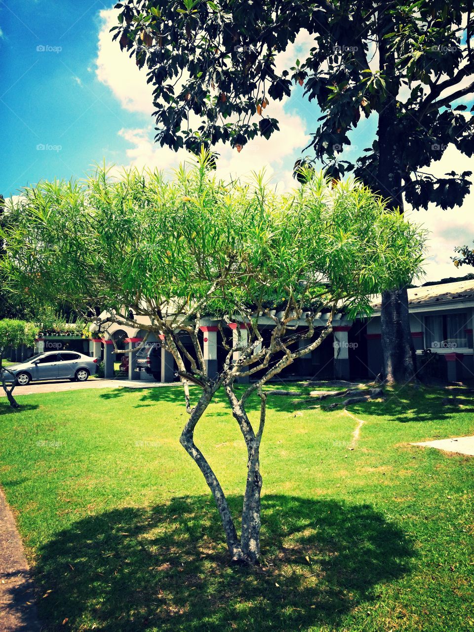 side walk tree. taken last saturday on vacation at a villa