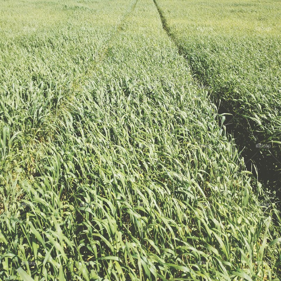 Green crops in field