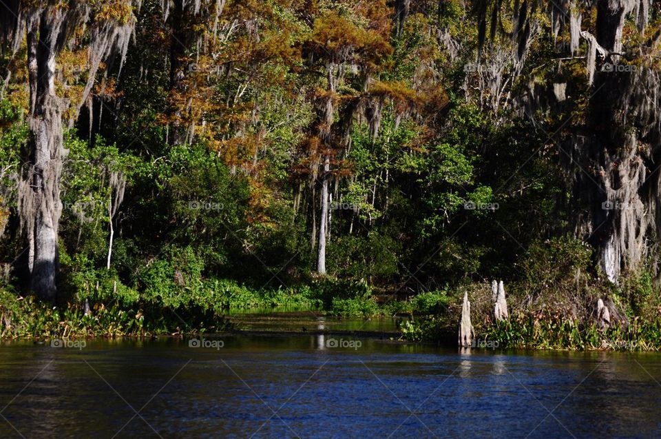 Wakulla springs